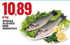 Spigole Allevate Mar Adriatico