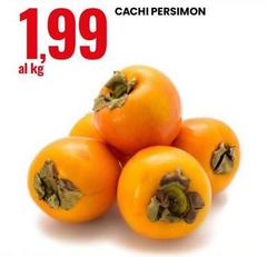 Cachi Persimon
