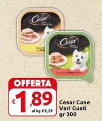 Cesar -  Cane