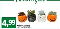 Succulenti Mix