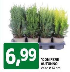 Conifere Autunno