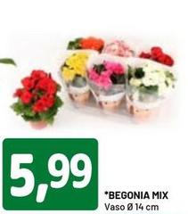 Begonia Mix
