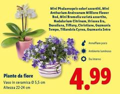 Piante Da Fiore