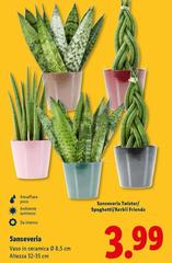 Sanseveria