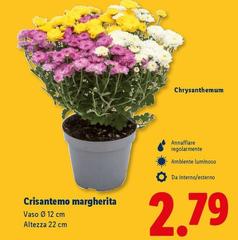 Crisantemo Margherita