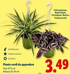 Piante Verdi Da Appendere