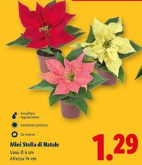 Mini Stella Di Natale
