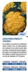 Cavolfiore 
