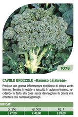 Cavolo Broccolo