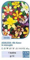 Aquilegia Mc Kana In Miscuglio
