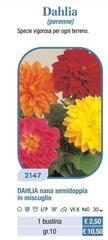 Dahlia Nana Semidoppia In Miscuglio