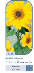 Girasole Pacino