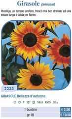 Girasole Bellezza D'autunno