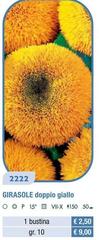 Girasole Doppio Giallo