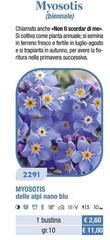 Myosotis 