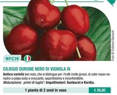 Fratelli Ingegnoli - Ciliegio Durone Nero Di Vignola Ill