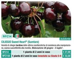Fratelli Ingegnoli - Ciliegio Sweet Heart