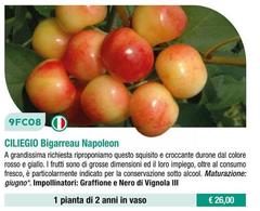 Fratelli Ingegnoli - Ciliegio Bigarreau Napoleon