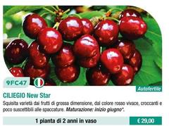 Fratelli Ingegnoli - Ciliegio New Star