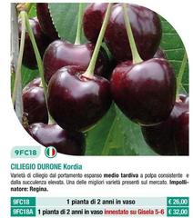 Fratelli Ingegnoli - Ciliegio Durone Kordia