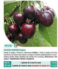 Fratelli Ingegnoli - Ciliegio Durone Regina