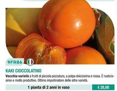 Kaki Cioccolatino