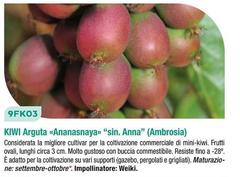 9FK03 Kiwi Arguta «Ananasnaya» 