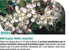 9FK04 Kiwi Arguta «Weiki»