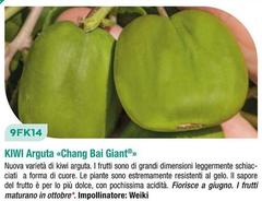 Kiwi Arguta Chang Bai Giant