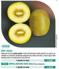 Kiwi Giallo