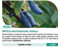 Mirtillo Della Kamtschatka