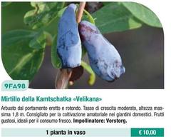 Mirtillo Della Kamtschatka