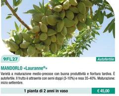 Fratelli Ingegnoli - Mandorlo/ Lauranne