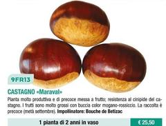 Fratelli Ingegnoli - Castagno/ Maraval