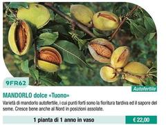 Fratelli Ingegnoli - Mandorlo Dolce/ Tuono