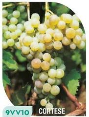 Viti Da Vino 9VV10 Cortese