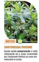 Santorgeria Perenne