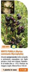 Mirto Pumila