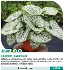 Brunnera Silver Heart