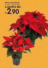 Stella Di Natale