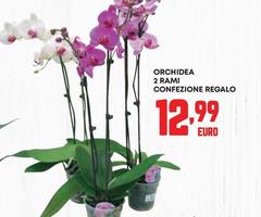 Orchidea -  2 Rami Confezione Regalo