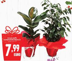 Ficus Misti Confezione Regalo
