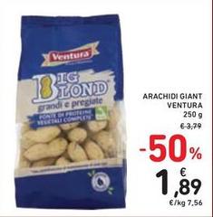 Ventura - Arachidi Giant