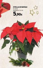 Stella -  Di Natale