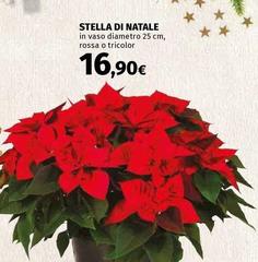 Stella -  Di Natale