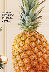 Ananas Maturato In Pianta