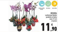 Orchidea -  Confezione Natale