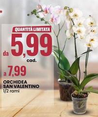 Valentino - Orchidea San