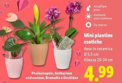 Mini Piantine Esotiche