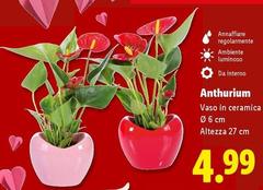 Anthurium
